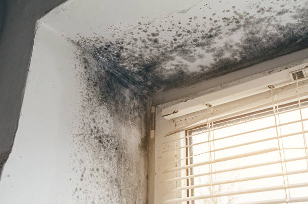 Affordable Black Mold Remediation solutions in Flanders, NJ